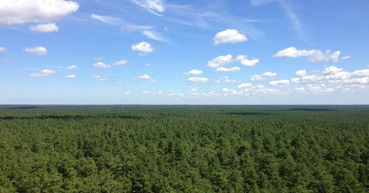 Pine Barrens Trail at Wharton State Forest