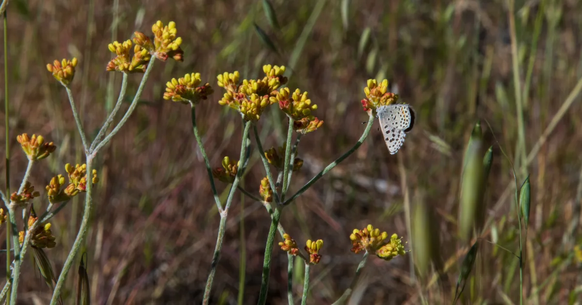 White Butte Trail