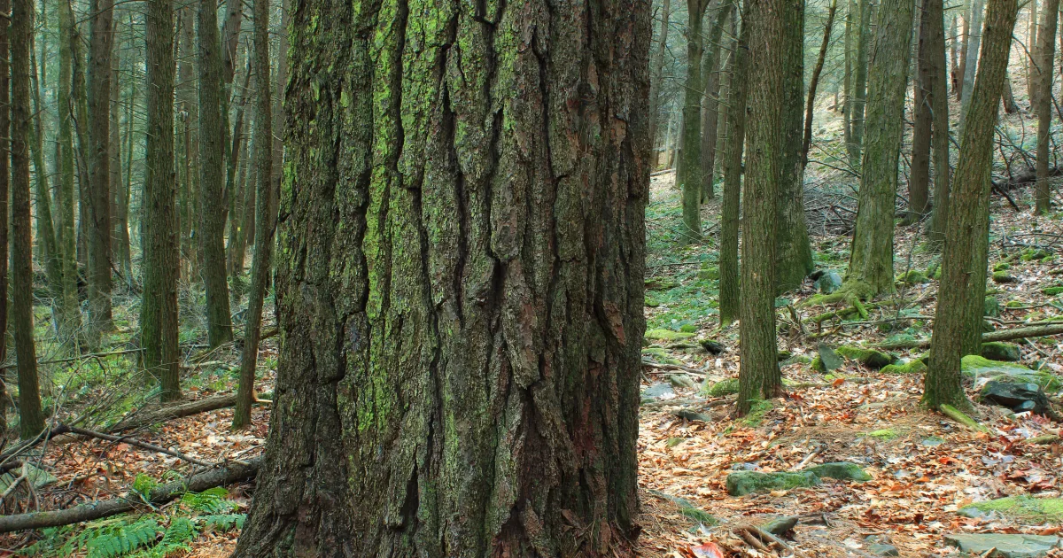White Pine Hollow Preserve