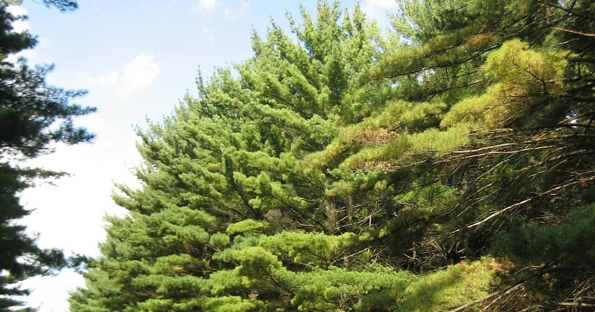 White Pines Forest State Park