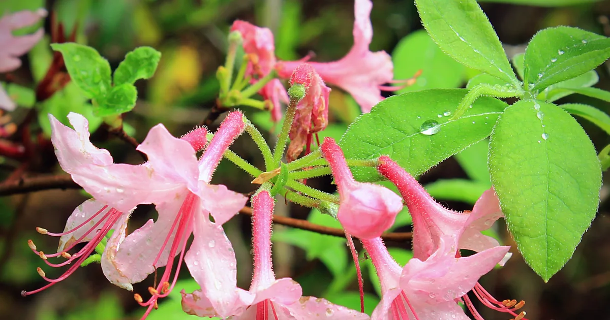 Wild Azalea Trail — Kisatchie National Forest, Louisiana