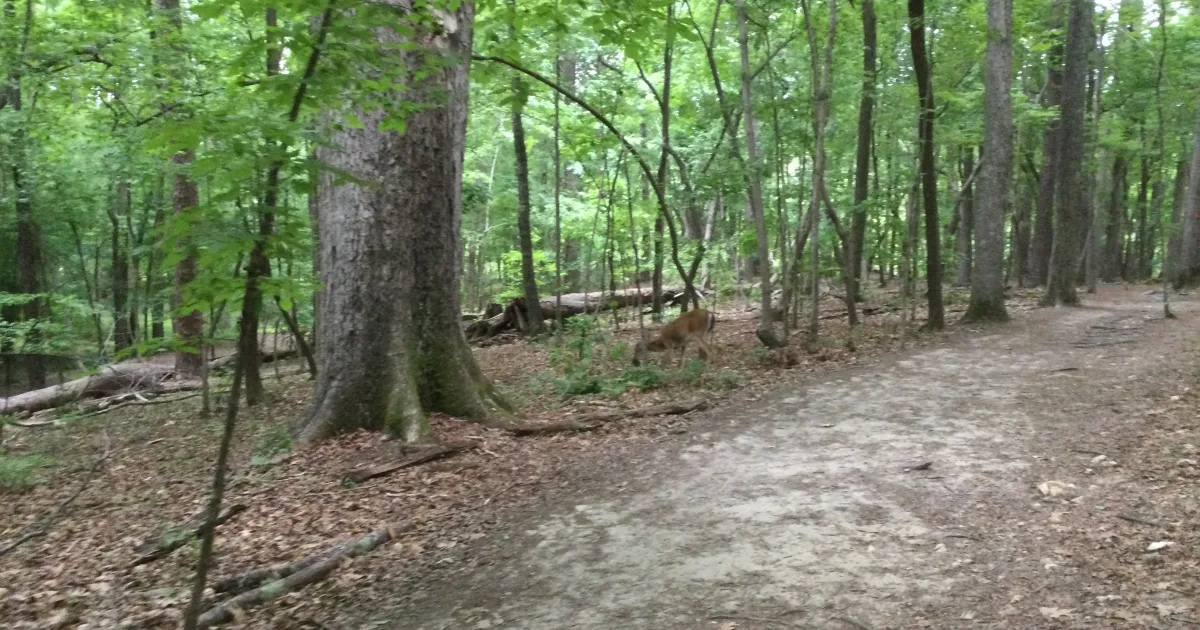 William B. Umstead Lake Trail — William B. Umstead SP, NC