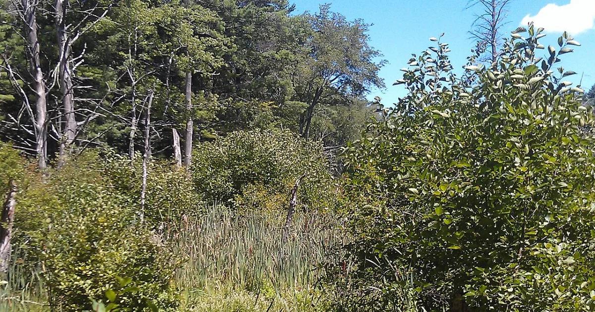 Willowdale State Forest Trail
