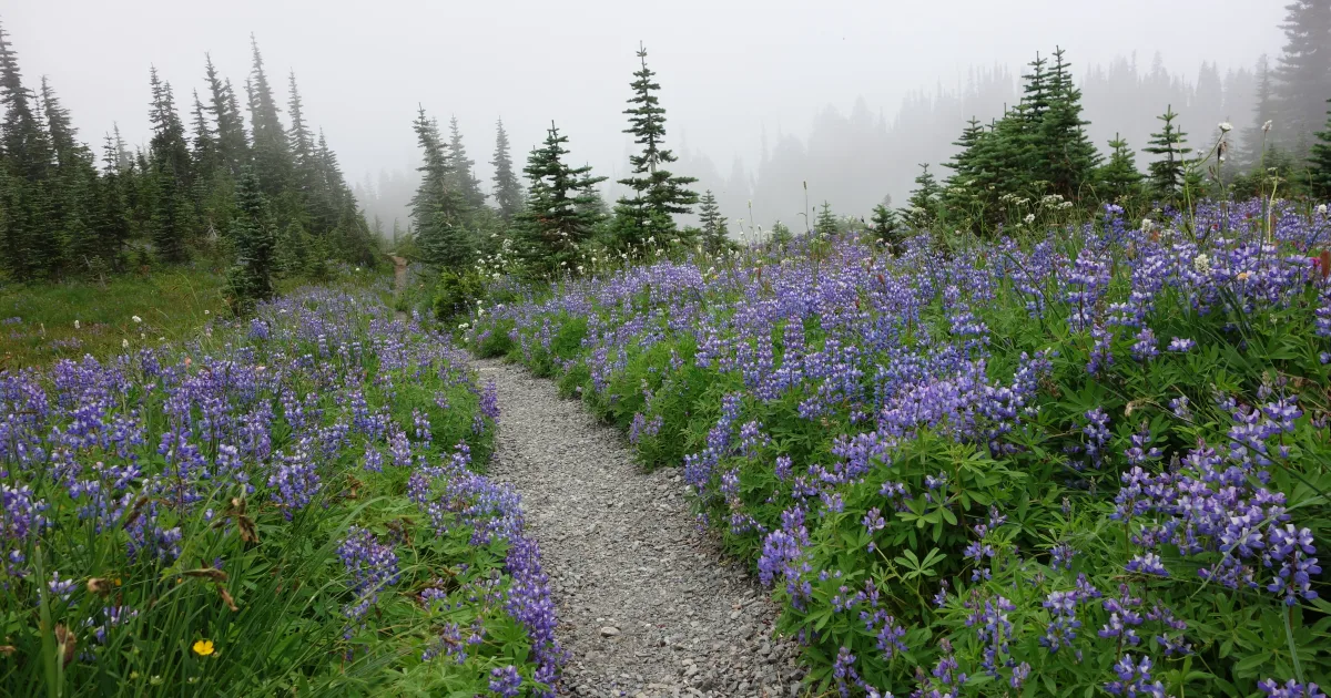 Wonderland Trail: Carbon River Section — Carbonado, Washington