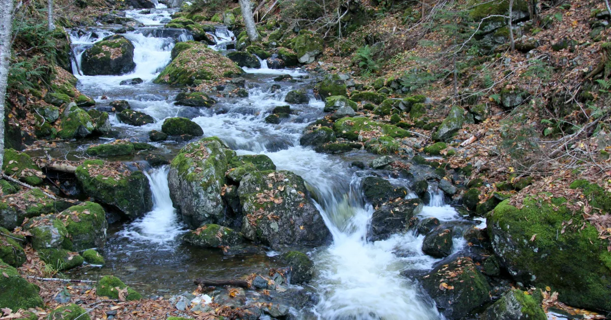 Yellow Branch Falls: Oconee County's Easiest Waterfall Hike