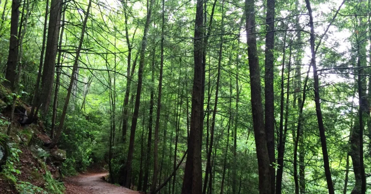 Yonah Mountain Trails — Chattahoochee NF, GA